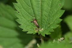 Phytocoris ulmi