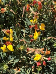 Lotus corniculatus
