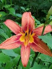 Hemerocallis fulva