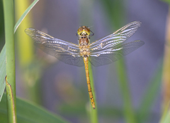 Sympetrum meridionale