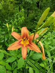 Hemerocallis fulva