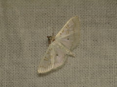 Palpita horakae
