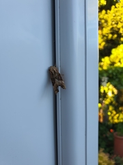 Phlogophora meticulosa