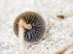 Panaeolus fimicola