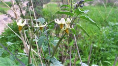 Solanum cardiophyllum