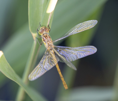 Sympetrum meridionale