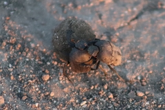 Gymnopleurus mopsus