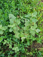 Atriplex tatarica