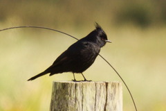 Knipolegus lophotes