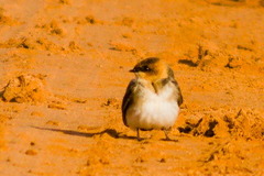 Alopochelidon fucata