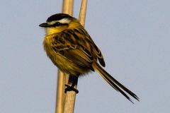 Culicivora caudacuta