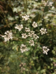 Selinum broteroi
