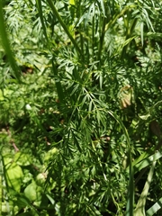 Selinum broteroi