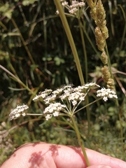 Selinum broteroi