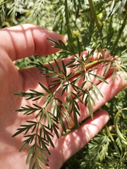 Selinum broteroi