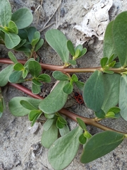 Portulaca oleracea