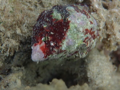 Rapaninae