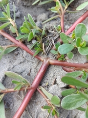 Portulaca oleracea