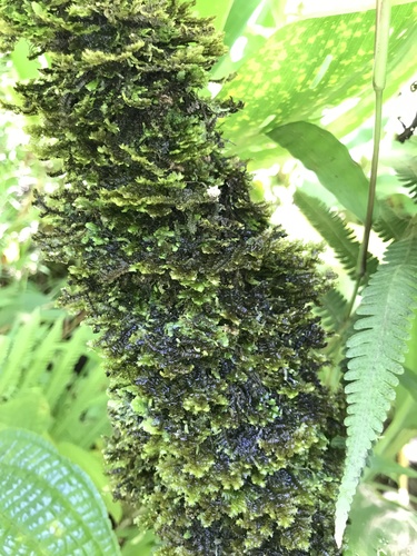 Porella acutifolia observed 2021-07-07