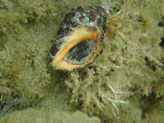 Rapaninae