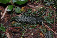 Blechnum asperum