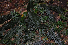 Blechnum asperum