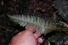 Blechnum asperum