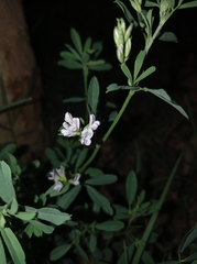 Medicago