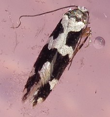 Neurothaumasia ankerella