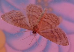 Idaea rufaria