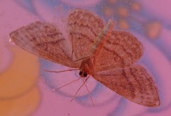 Idaea rufaria