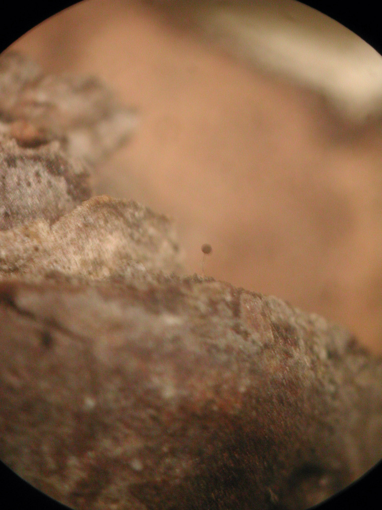Comatricha rigida