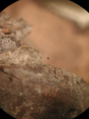 Paradiacheopsis rigida