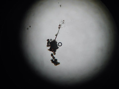 Paradiacheopsis rigida