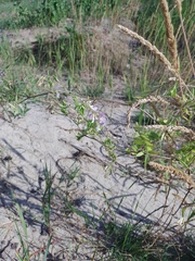 Vicia biennis