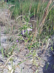Vicia biennis
