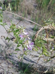 Vicia biennis