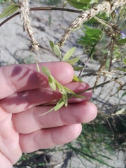 Vicia biennis