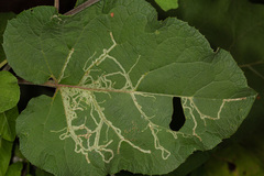 Phytomyza lappae