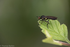 Eudioctria sackeni