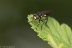 Eudioctria sackeni