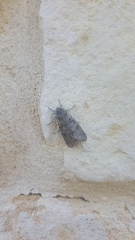 Acronicta tota