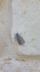 Acronicta tota
