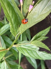 Coccinella septempunctata
