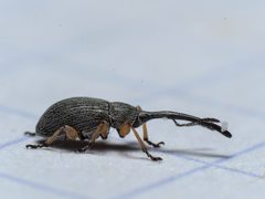 Rhopalapion longirostre