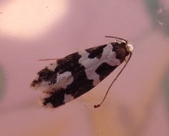 Neurothaumasia ankerella