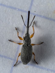Rhopalapion longirostre