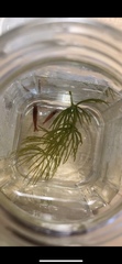 Neocaridina davidi