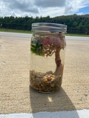 Neocaridina davidi