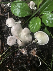 Clitocella popinalis